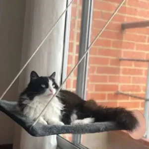 Hamacas para gatos de ventana