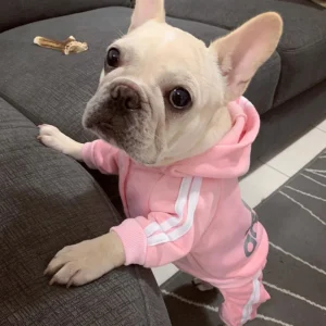 Sudadera adidog con capucha para perros pequeños y gatos rosado en pug
