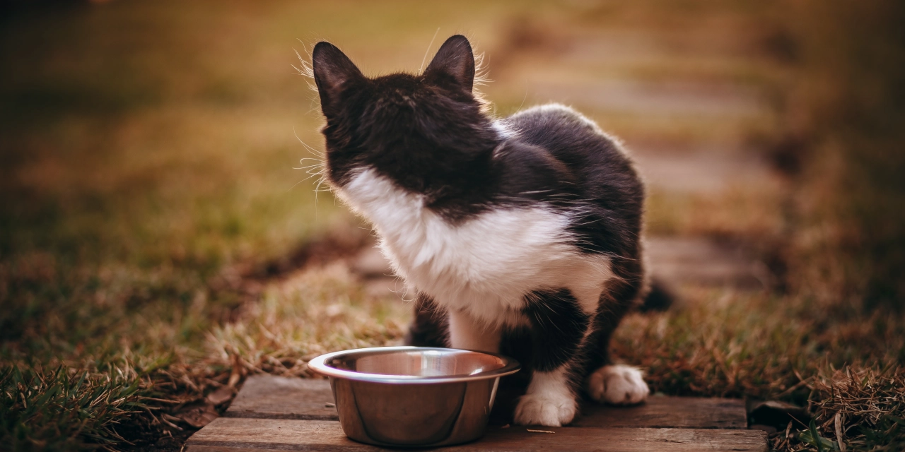 alimento perjudiciales para gatos