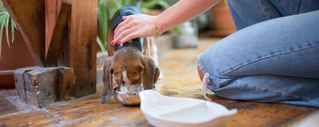 Ansiedad alimentaria en perros