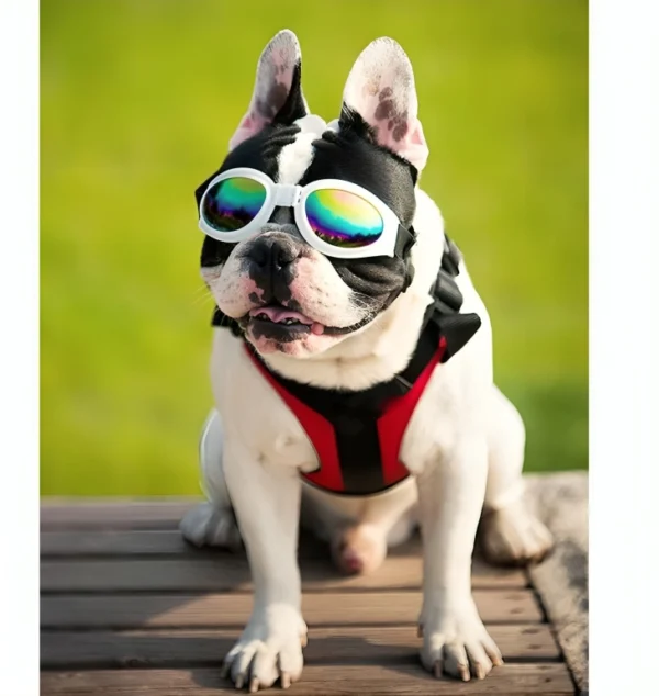 gafas de moto para perro pug o french bulldog