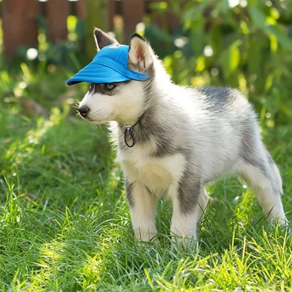 gorras para mascotas perros gatos