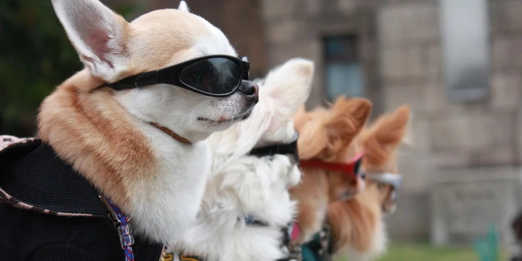 mitos y realidades de las gafas para perros