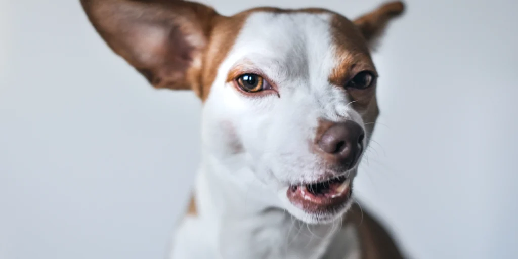 perro potencialmente peligroso